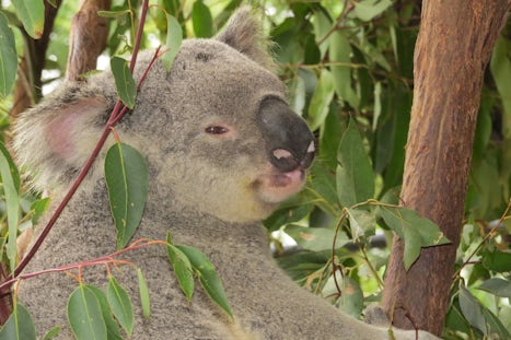 Koala in tree at lone Pine