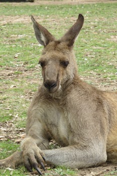 Kangaroo resting at Lone Pine
