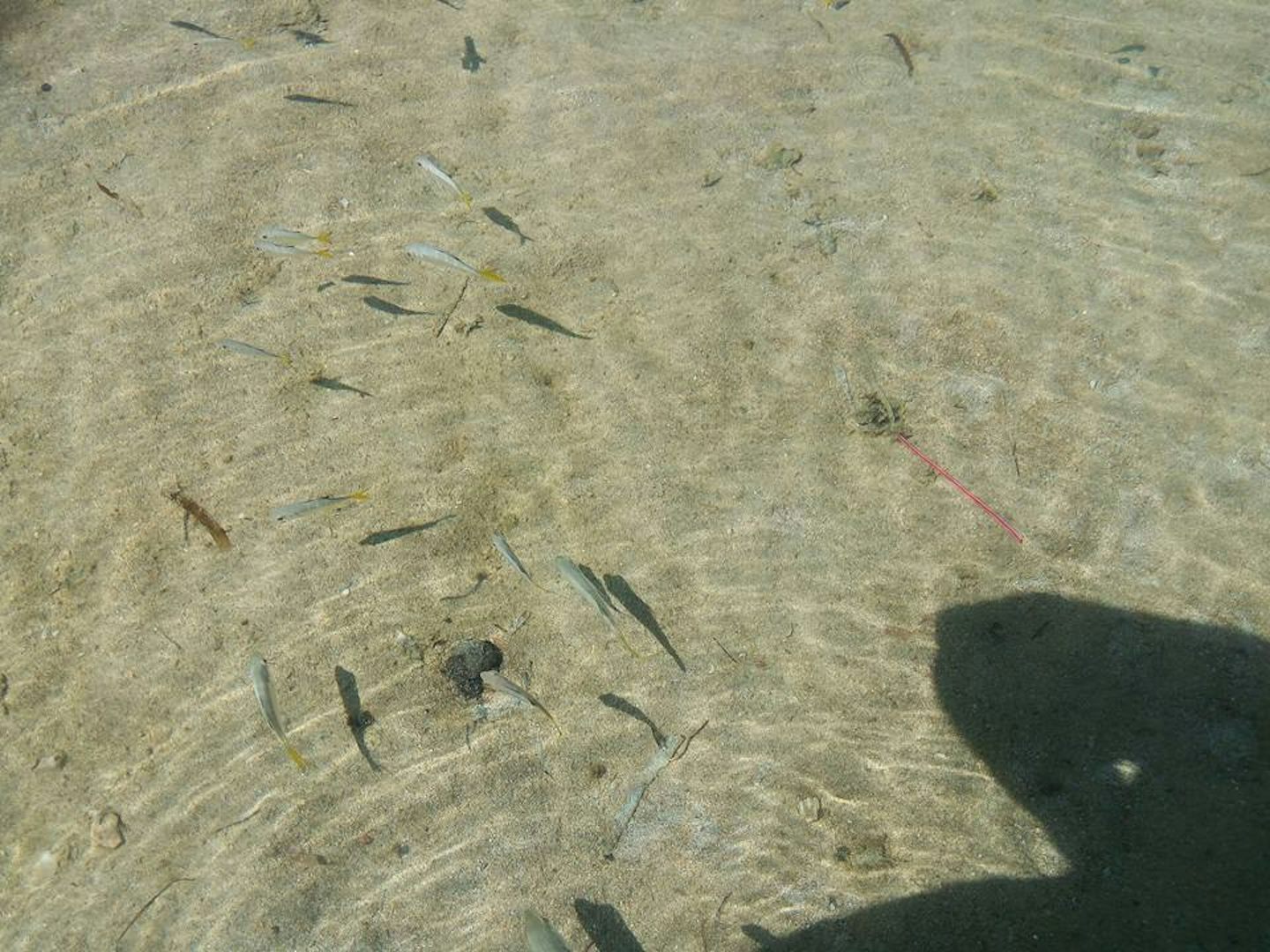Fish at beach in San Juan