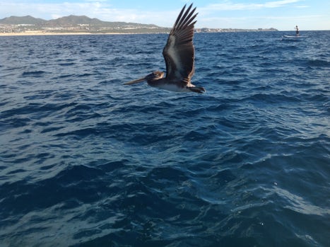 This pelican with its wings widely spread is simply amazing.