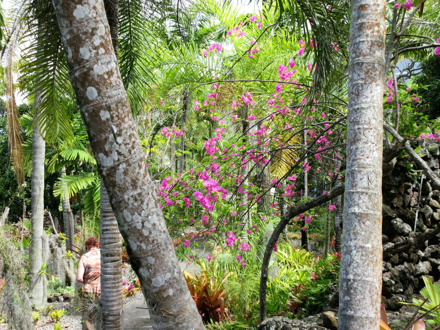 Garden in Nevis