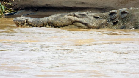 Bull crocodile sunbathing on the riverbank in Costa Rica, taken during our "Crocodile Safari" shore excursion.