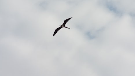 Frigate bird, taken from the Sea View deck of the Nieuw Amsterdam during our Panama Canal transit.
