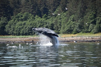 Whale Breaching outside Juneau Harbor