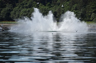 Whale hitting the water after Breaching outside Juneau Harbor