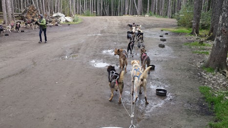 Visiting and taking a ride with the sled dogs. They were so excited to give us a lift!
