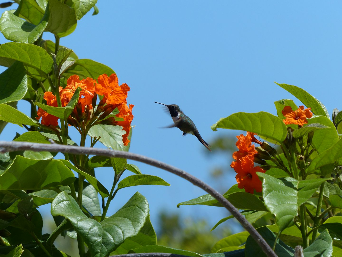 Princess Cays has so much for the cruiser to love, and for this hummingbird, too.