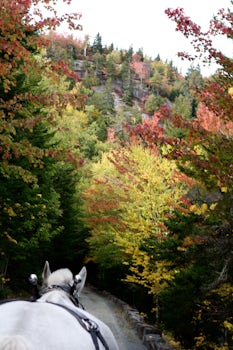 View from carriage ride in Acadia National Park