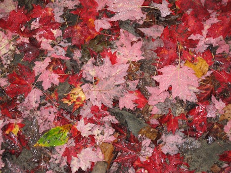 The red fall leaves on the path in Acadia Natl Park. Great exercise walk!