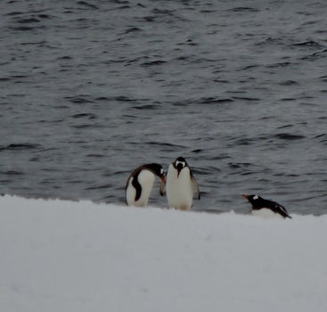 Penguins enjoying themselves on the floating chunks of ice in Paradise Bay, viewed from our balcony