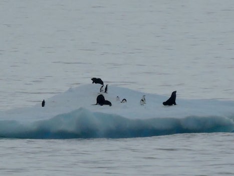 An iceberg floated past our ship, with penguins surrounded by sea lions... we felt sure the penguins were in danger. Who knows what happened to those cute little penguins!