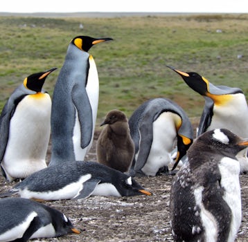 Wonderful king penguins with their babies at Bluffs Cove in the Falklands.