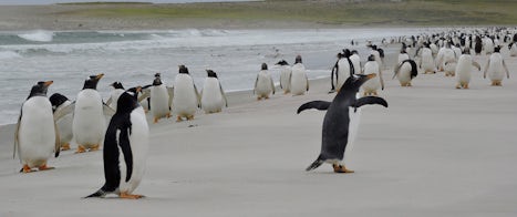 Penguins at Bluff Cove, Falkland Islands.