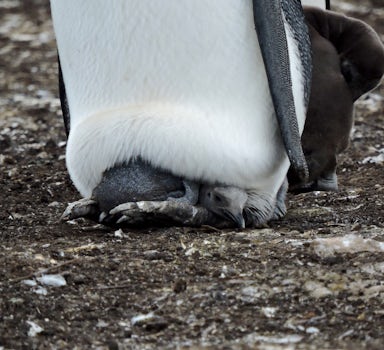 Can you spot the baby penguin taking shelter in between his parents feet.... priceless.