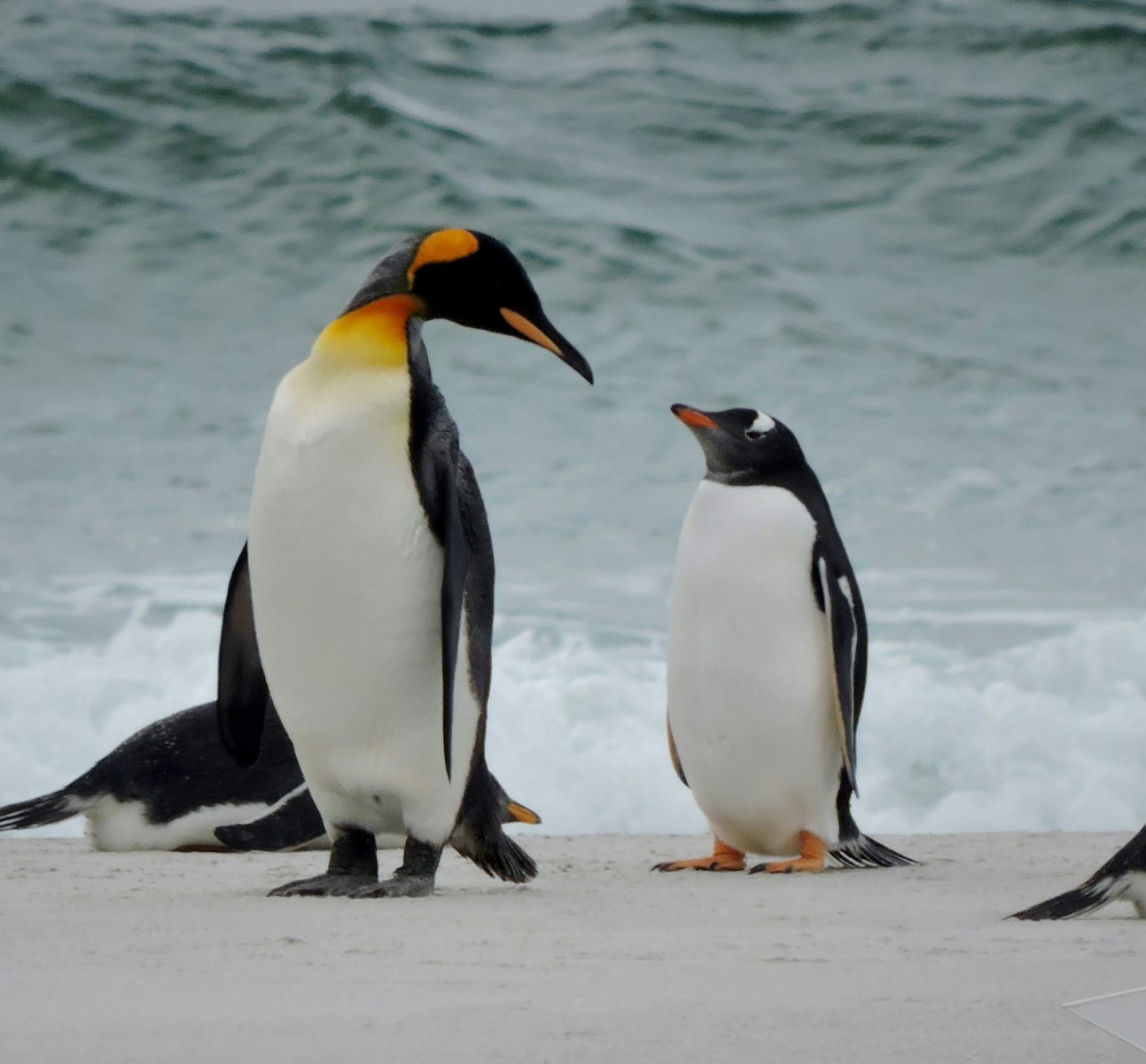 Penguins having an altercation at Bluffs Cove, Falkland Islands.