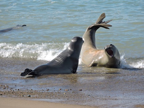 Sea lions frolicking in the wild, taken on a private tour from Puerto Madryn