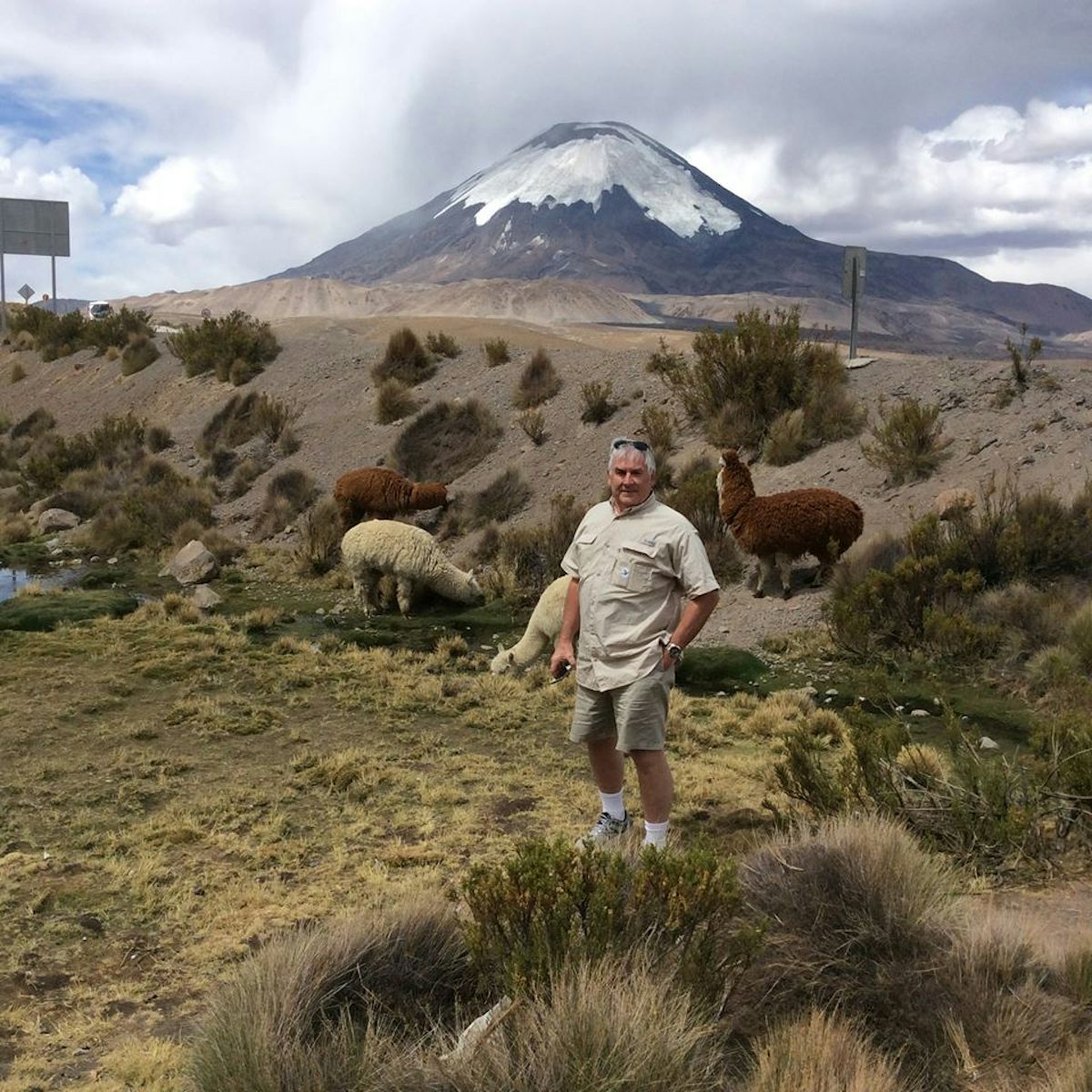 Visiting the llamas and alpacas in the Andes above Erica Chile
