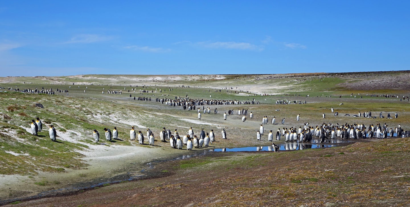Penguin Colony, Falklin Islands