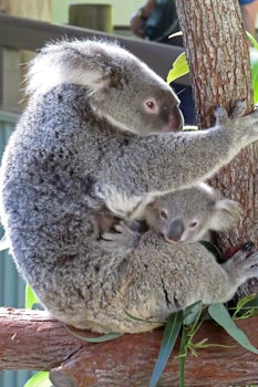 Mom and Baby Koala