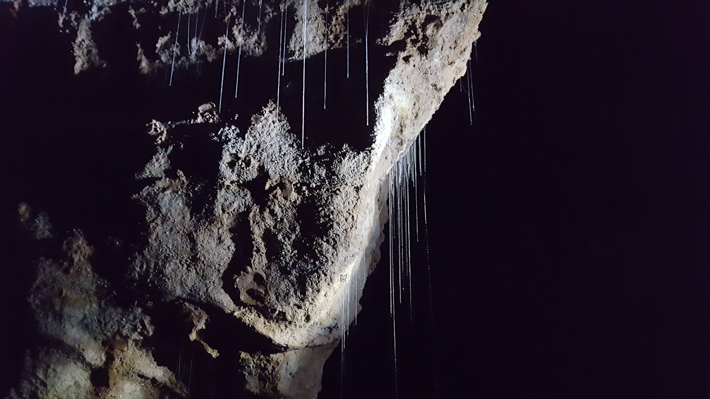 Glow worm threads hanging from the cave ceiling. They are used to catch insects for eating by the worm.