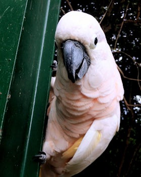 Parrot in a small zoo,  Cartagena, Columbia