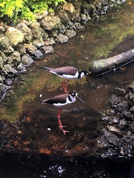 Waterbirds in a small zoo,  Cartagena, Columbia