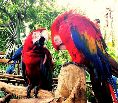 Parrots in a small zoo,  Cartagena, Columbia