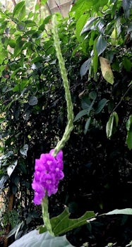Flower in Costa Rican rainforest, Veragua, Costa Rica