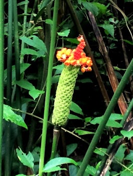 Flower in Costa Rican rainforest, Veragua, Costa Rica