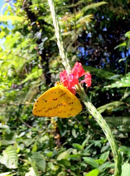 Butterfly and Flower in Costa Rican rainforest, Veragua, Costa Rica