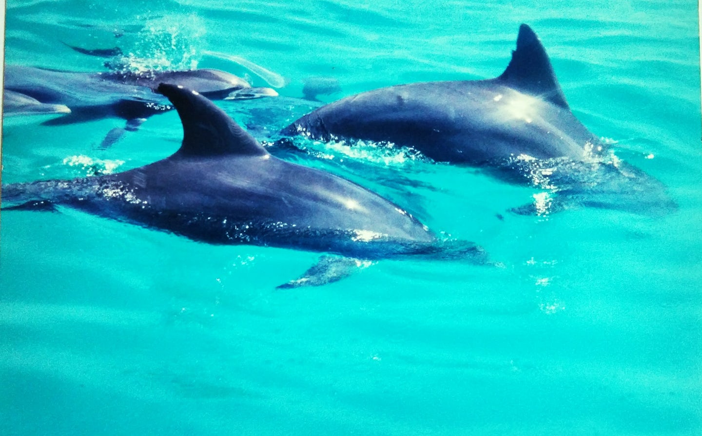 Dolphins playing in the gulf of mexico
