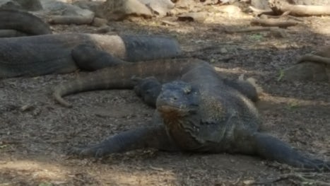 Komodo dragons on Komodo Island
