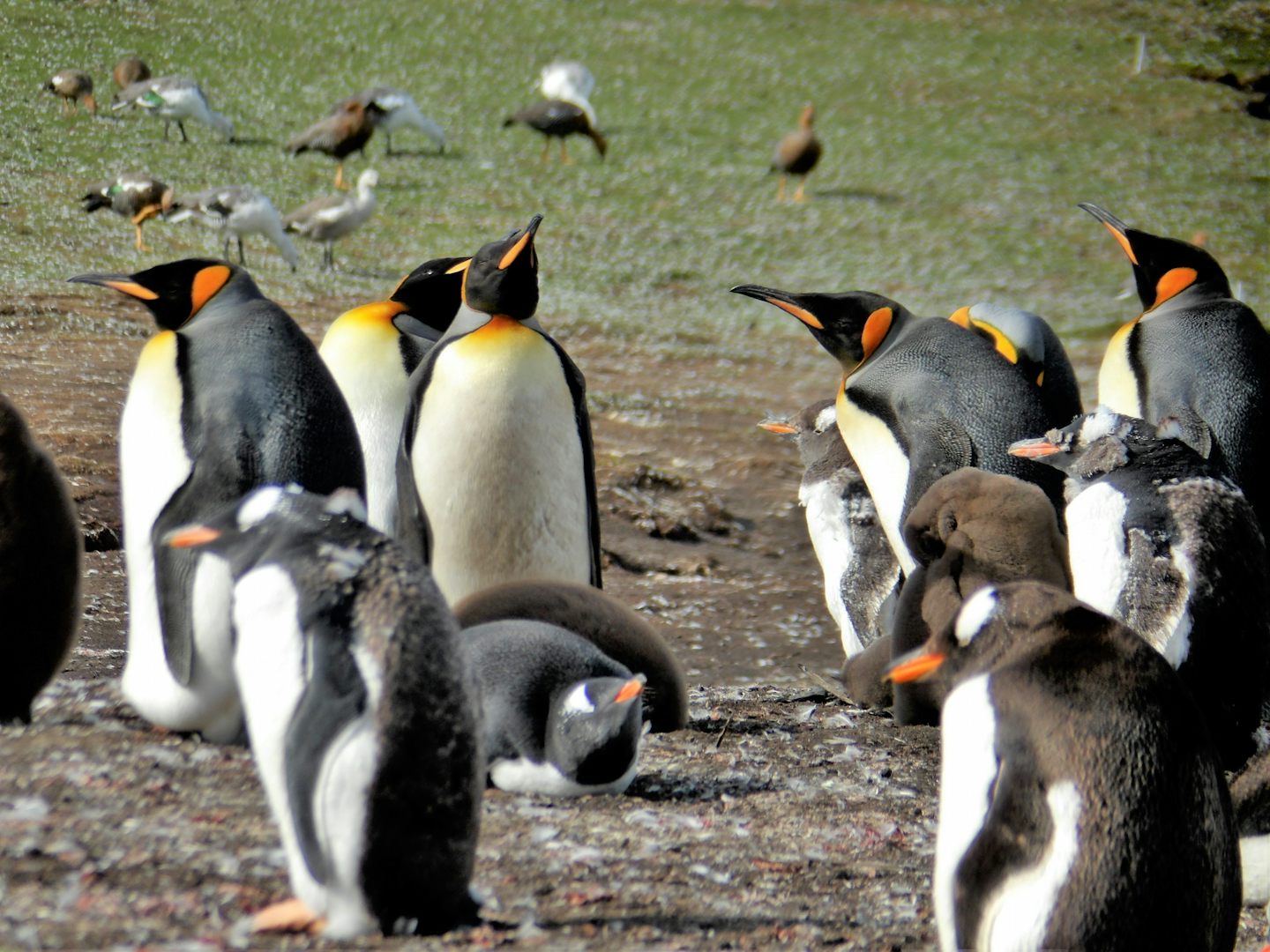 Taken on a tour of the Penguin colony in the Falkland Island. Lots of Adults, and babies just hanging around on a great sunny day.