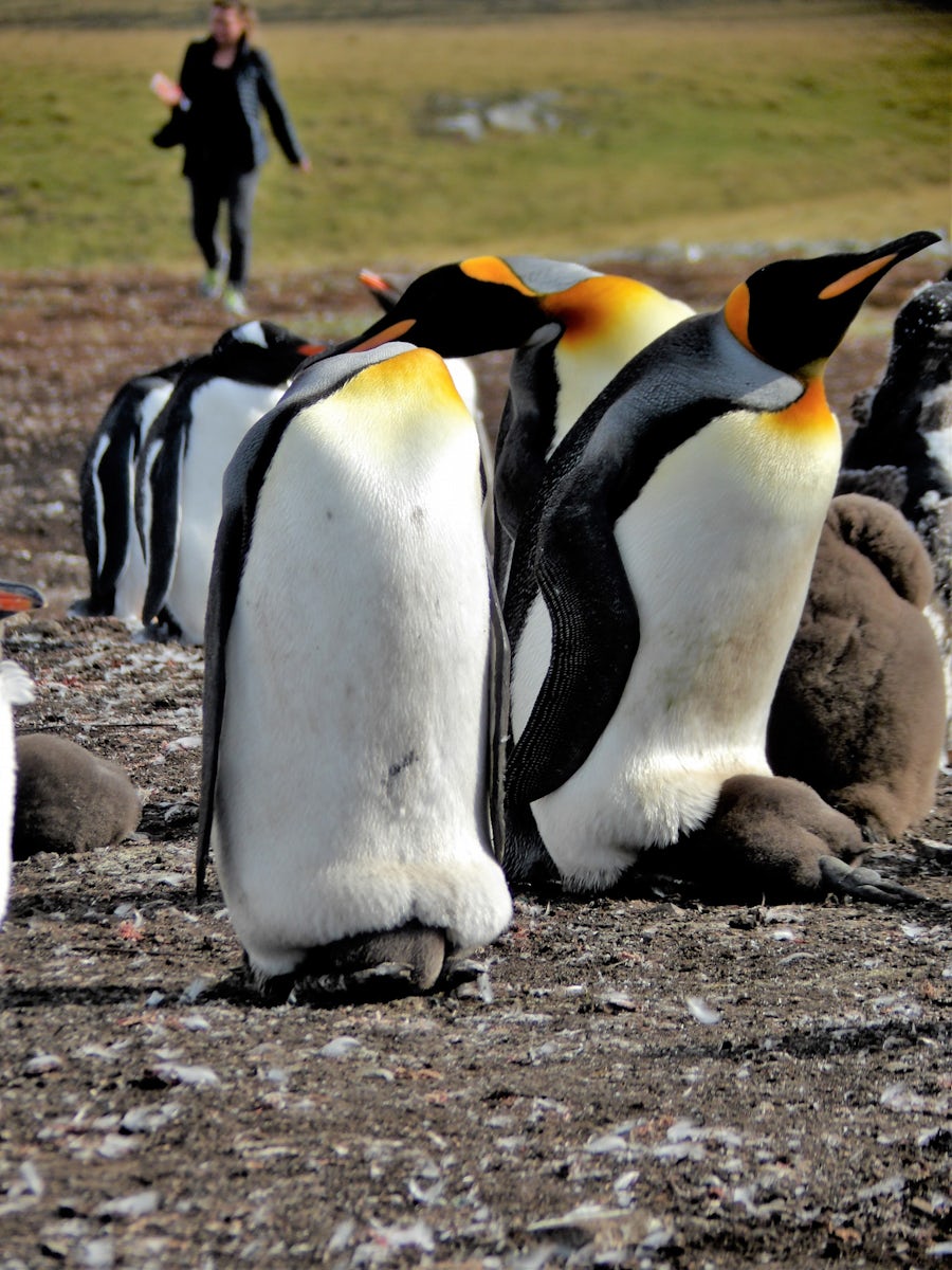 Parents and their big babies keeping warm under mom and dad. Tour of the Penguin colony on the Falkland Islands.