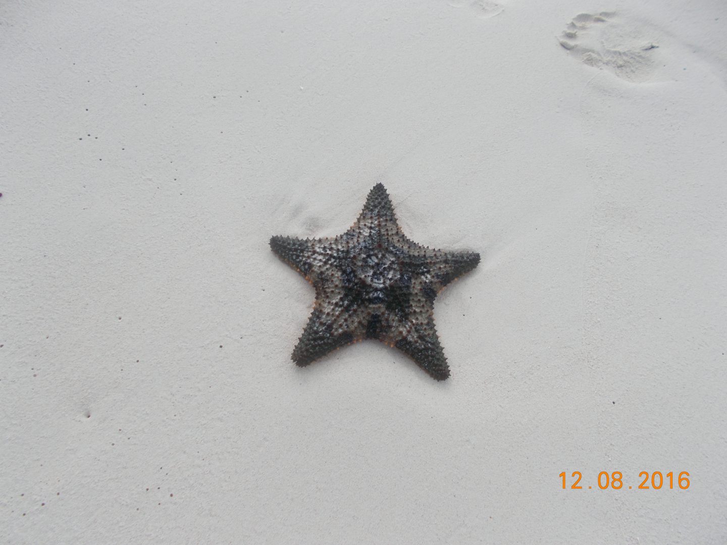 Starfish on the beach  Nassau