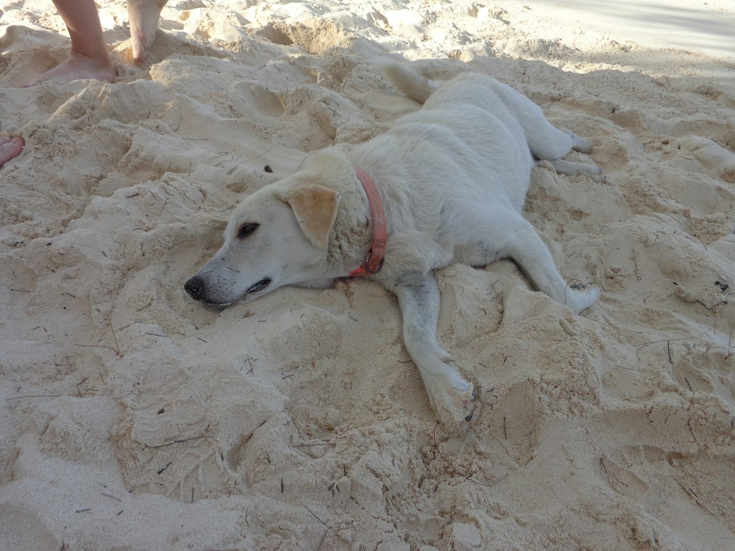 A beach dog we met in Grand Turk.  Her name was Sandy.  She blended right into the sand, we almost stepped on her!