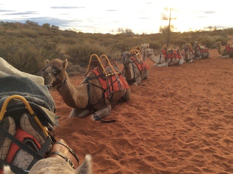 Camels lined up to take us on a ride to the Sound of Silence dinner in the outback at Ayers Rock an awesome experience