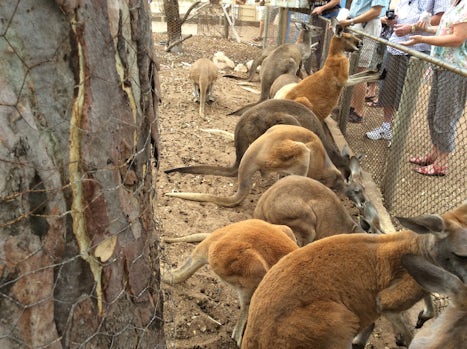 At wildlife park in Australia feeding wallaby and kangaroo