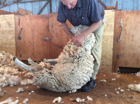 Shearing sheep in New Zealand