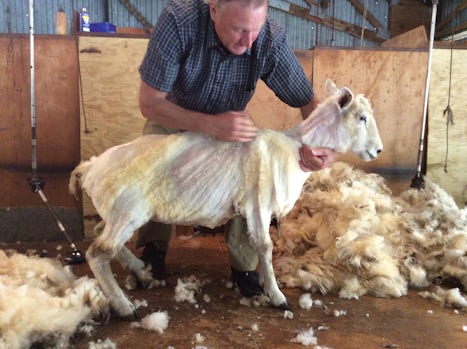 Sheep after shearing