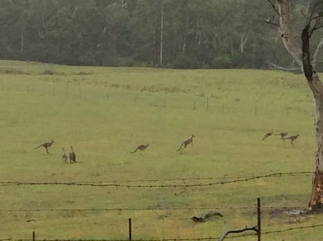 Drive on way to Blue Mountain seeing kangaroo run wild