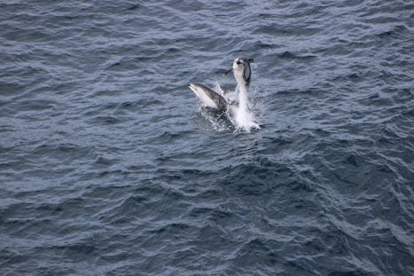 2 dolphins jumping out of the water next to our ship from our balcony while cruising along the Inland Passage