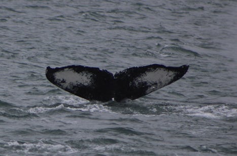 Whail tail while whale watching our of Juneau, Alaska