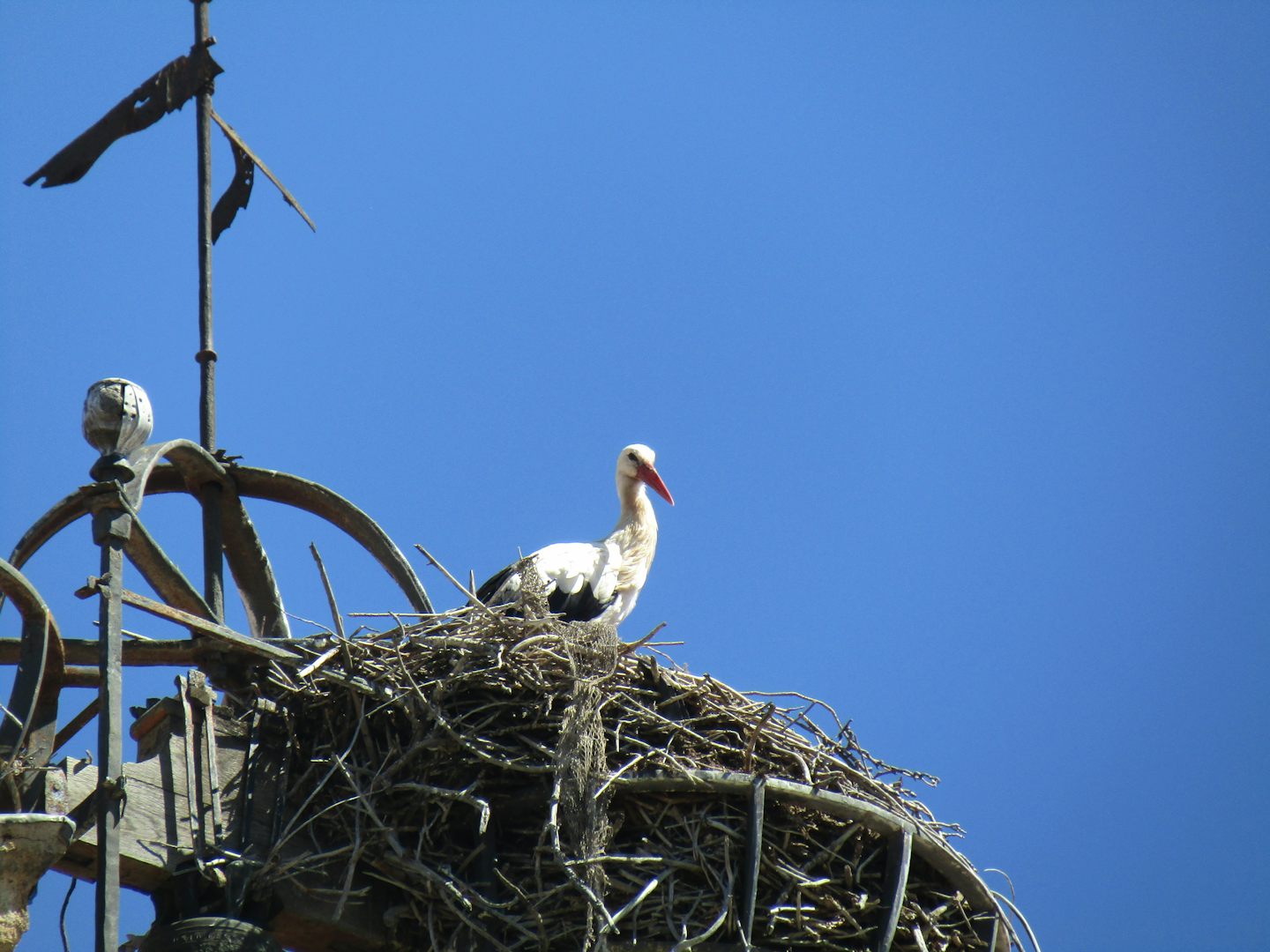 A stork in his nest on the tower of a church under restoration in Salamanca, Spain. Stork nest can weigh as much as 800 pounds. This was taken on a day in Spain while on the Viking Douro River Cruise.