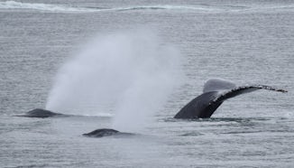 Humpback whales, Juneau excursion