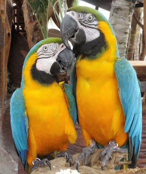 Birds in Costa Maya