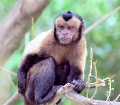 Capuchin Monkey filmed on on Devils Island.