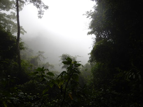 Typical Rain Forest cover.