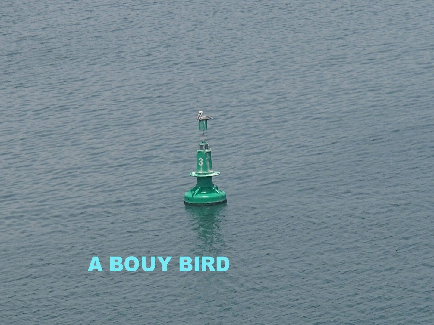 Again the imagination at work - A boy sea gull on a buoy.