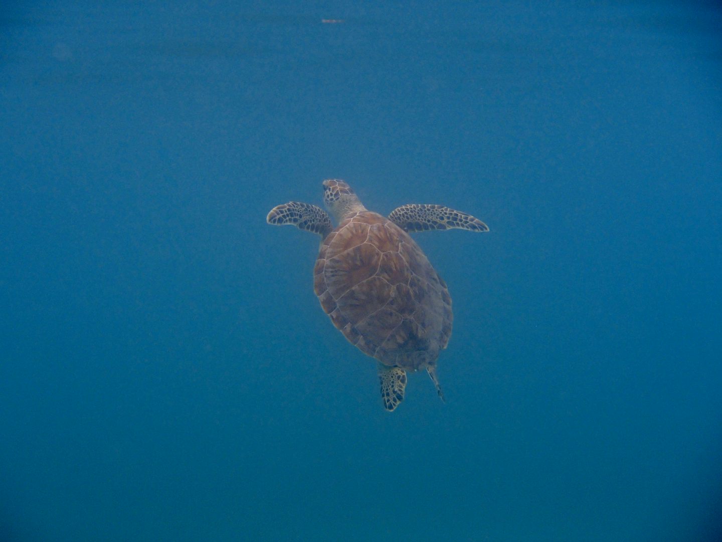 Snorkeling with a sea turtle in Magen